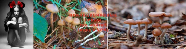 молекула духа Беломорск